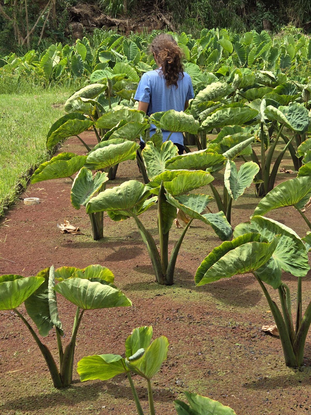 Ho'ōla Hou iā Kalauao